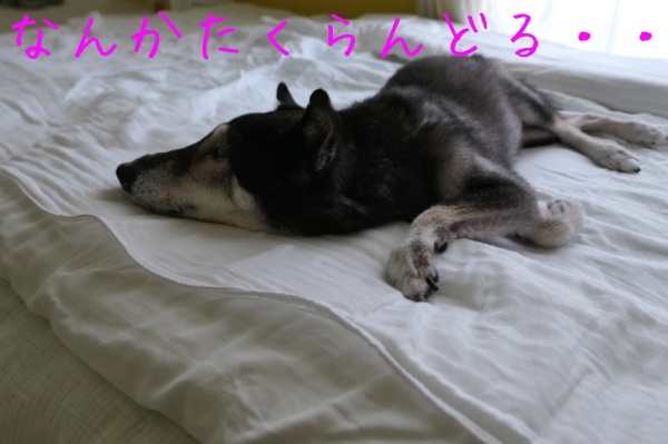 f0369014_18351110.jpg
