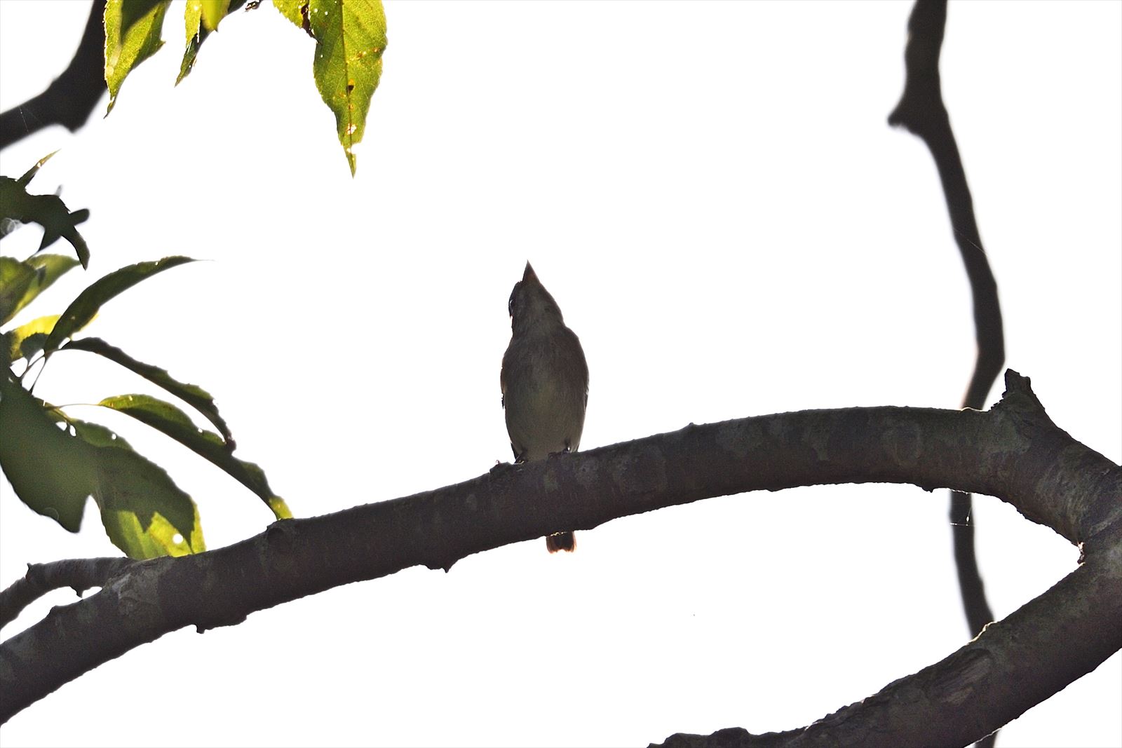 シルエット この鳥は やぁやぁ
