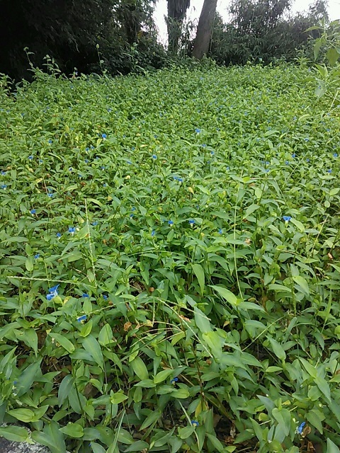 群生・・・_b0007835_08183955.jpg