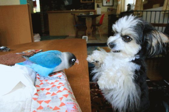 c0145250_10004506.gif