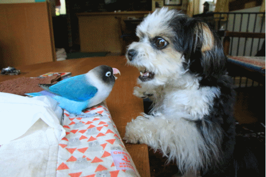 c0145250_10010319.gif