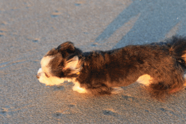 c0145250_10502886.gif