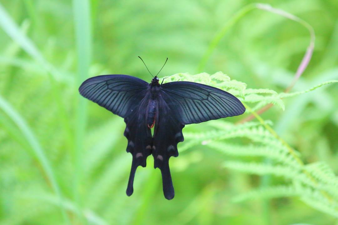 ジャコウアゲハ_e0403850_13363913.jpg