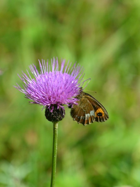 c0045352_17332419.jpg