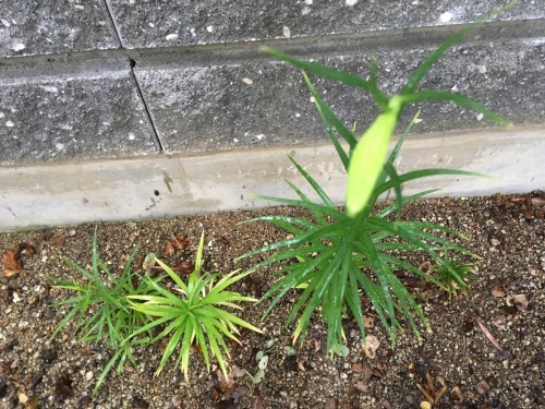 a0152454_06512280.jpeg