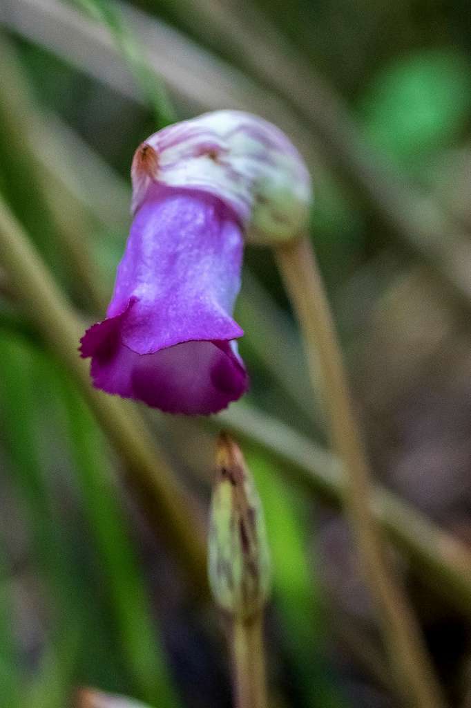 ナンバンギセル_f0044056_14003827.jpg