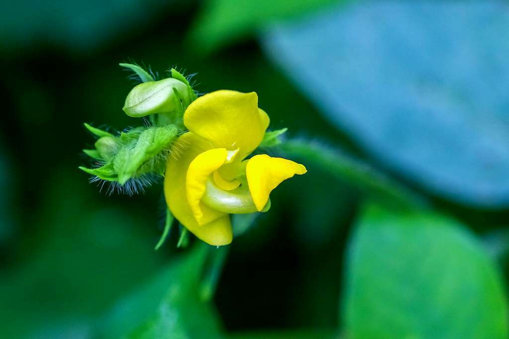 ナンバンギセル_f0044056_14024424.jpg