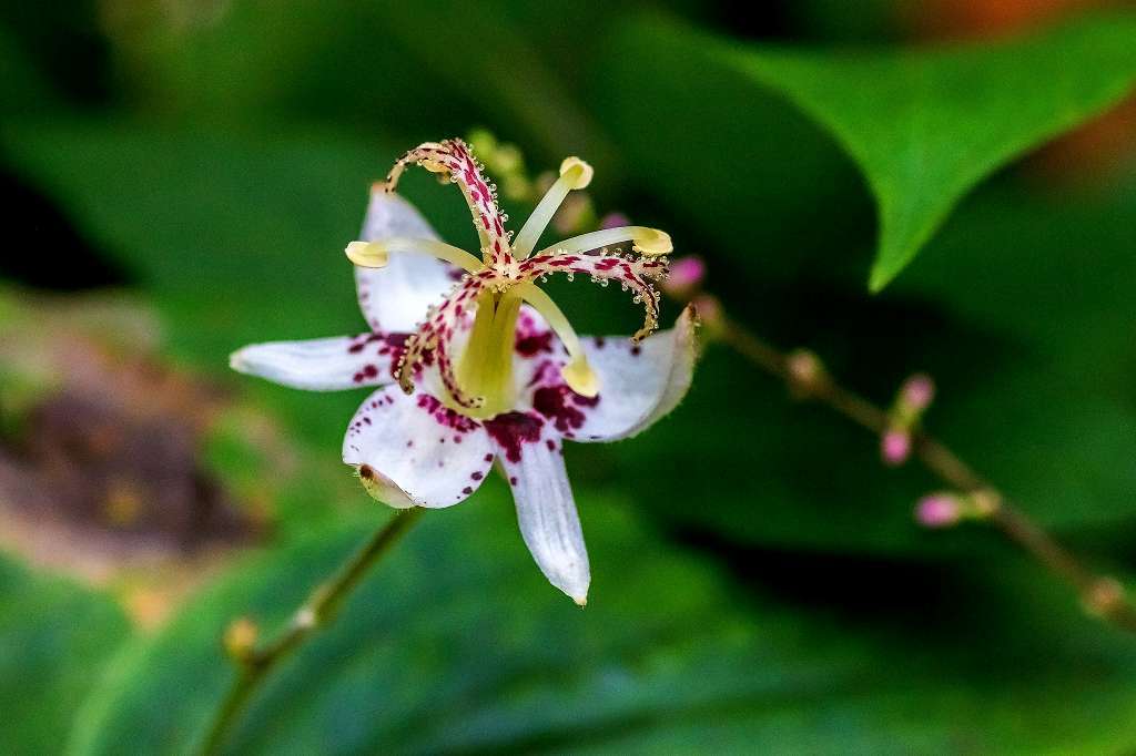 ナンバンギセル_f0044056_14031771.jpg