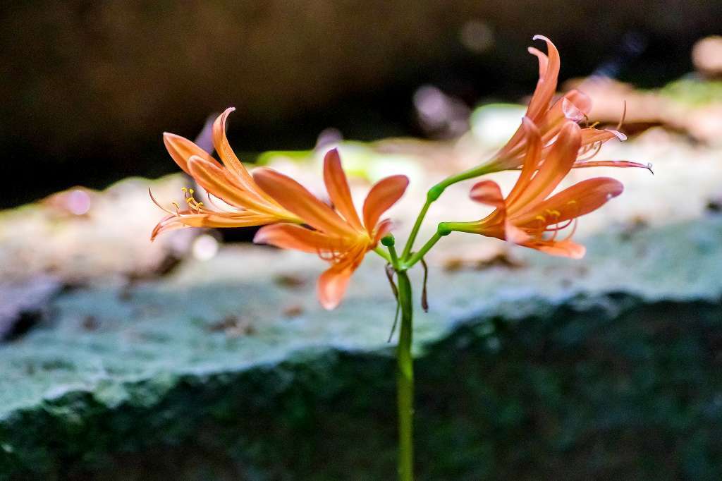 ナンバンギセル_f0044056_14055765.jpg
