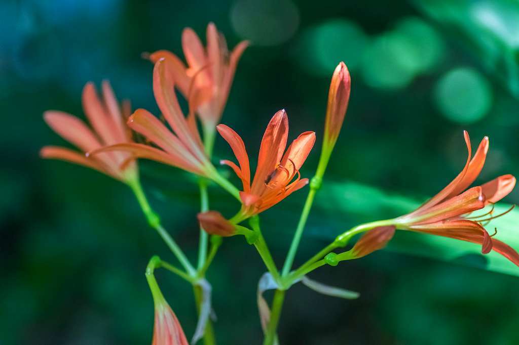 ナンバンギセル_f0044056_14061826.jpg