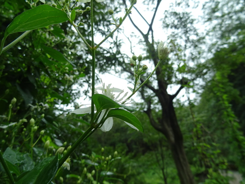 c0108460_14273818.jpg