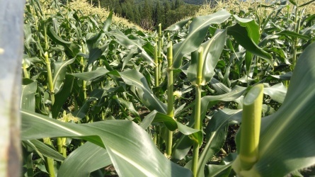 順調に高原野菜が育っています_c0160368_20510435.jpg