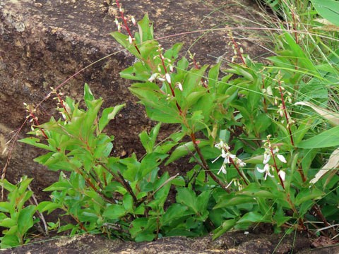 f0083977_06285080.jpg