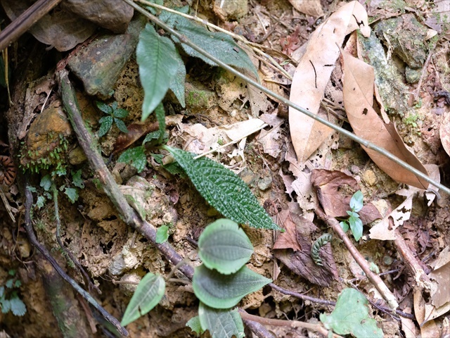 Homalomena sp.\"黒閃\"from kapuas【AZ0819-2】 Yahoo!オークション - 菅2 Homalomena sp&#34 黒閃&#34 from