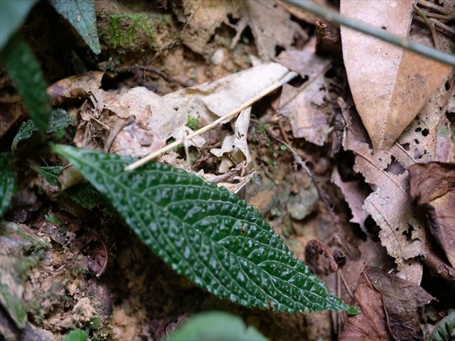 Homalomena sp.\"黒閃\"from kapuas【AZ0819-2】 Yahoo!オークション - 菅2 Homalomena sp&#34 黒閃&#34 from