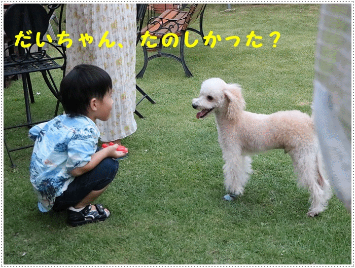 孫たちの、大分5泊6日の夏休み その6 2号君と大の楽しそうな顔、人間と犬を超えてるよ~\(>∀<)/_b0175688_22221572.gif