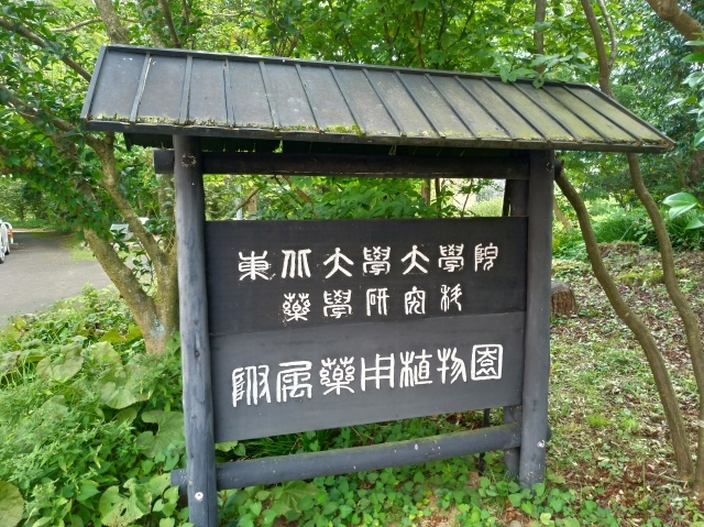 薬用植物園で見た花々 東北大 ペンギンの足跡