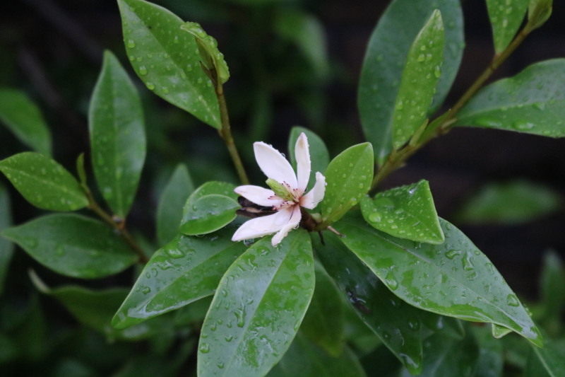 夏の終わりの小さな花 ミセス サファイア 静けさの中で