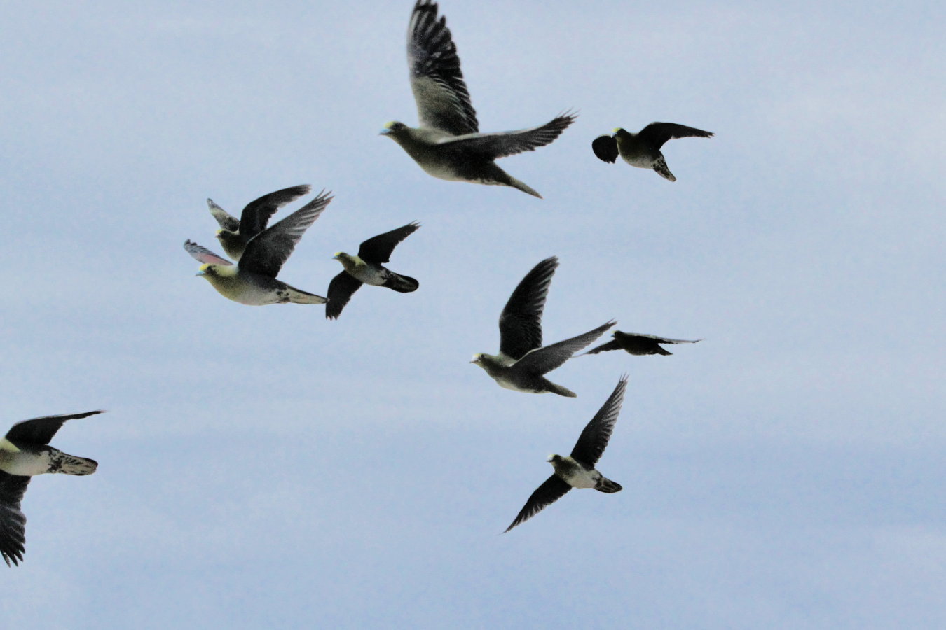 アオバト 日本海の海辺で8 26 今日の鳥さん
