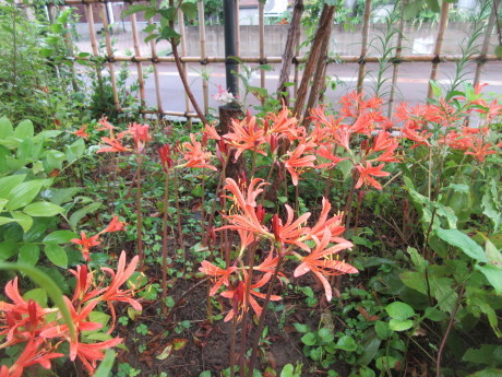 薮の百合・畑の神目箒など_a0203003_09510699.jpg