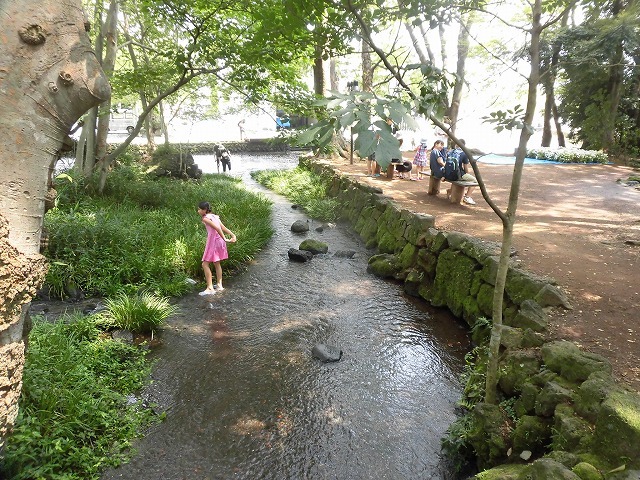 三島・桜川の川床(かわどこ) 田宿川でもやってみたい!_f0141310_07470417.jpg