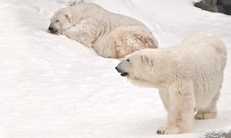 モスクワ動物園で「ホッキョクグマ飼育員講座」が開催される ~ 知識と経験の伝授、そして情報の共有_a0151913_22102350.jpg