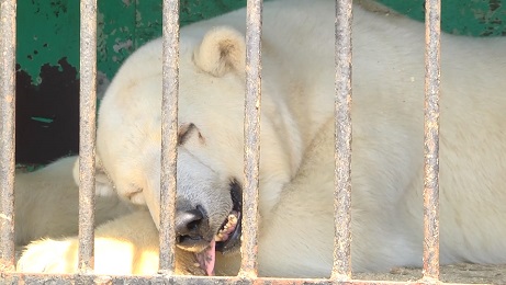 ロシア・ヴォルゴグラードの巡回動物園、忽然と同地から姿を消す ~ 確認できぬホッキョクグマの頭数_a0151913_3315013.jpg