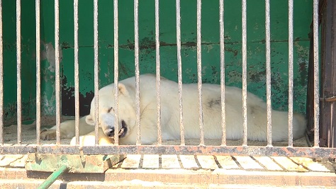 ロシア・ヴォルゴグラードの巡回動物園、忽然と同地から姿を消す ~ 確認できぬホッキョクグマの頭数_a0151913_3591539.jpg