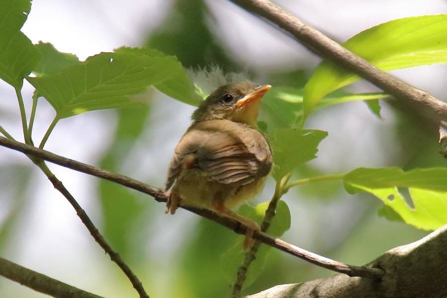 巣立ったばかりのヒヨドリ ウグイスの幼鳥 四十雀の欣幸 野鳥写真日記 巣立ったばかりのヒヨドリ ウグイスの幼鳥 四十雀の欣幸 野鳥写真日記