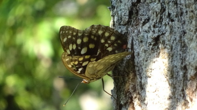 オオムラサキと夏の終わり　８／28_d0171229_08370033.jpg