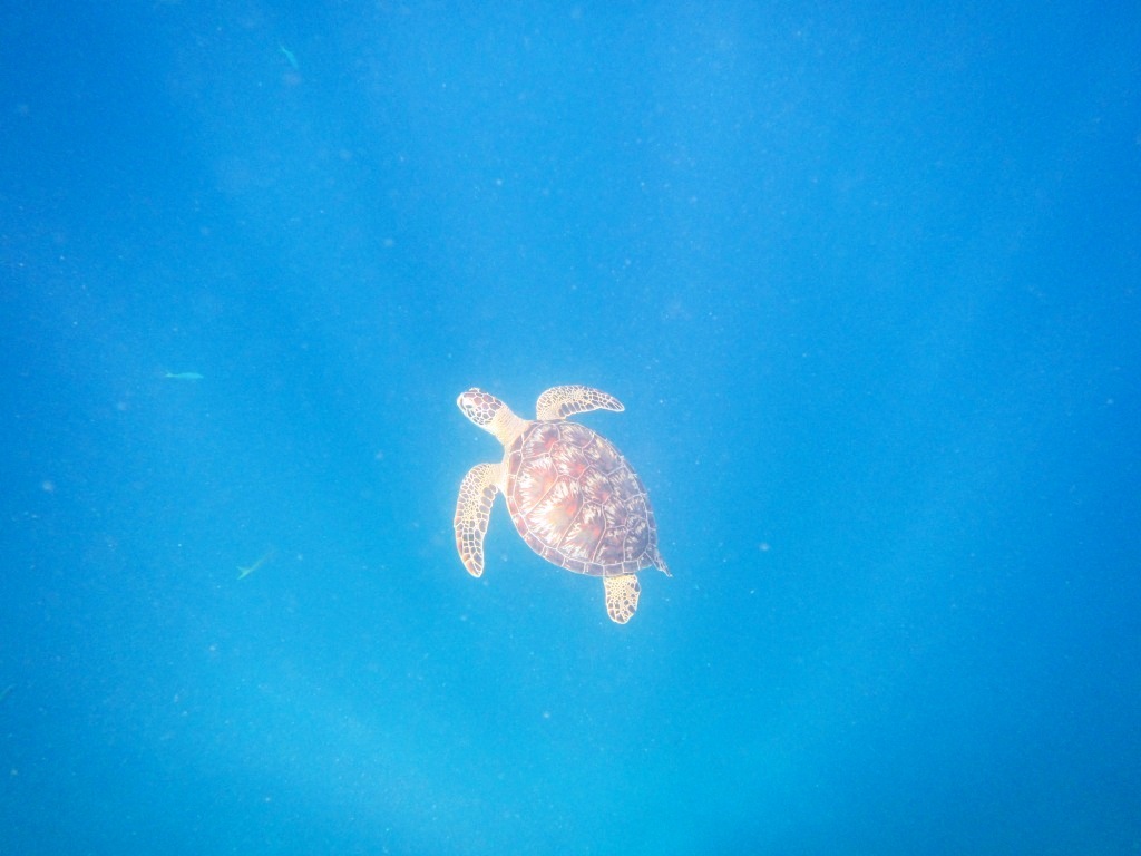 ウミガメに会えた夏休み☆_a0189838_17331205.jpg