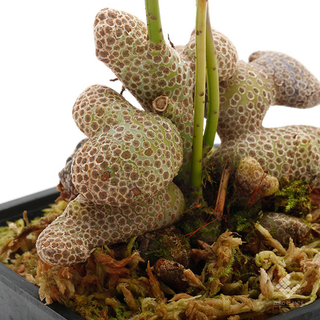 New arrival plants | 新掲載植物 第5のアリノスダマ(アリ植物)やネペンテスなどなど_d0376039_11345506.jpg