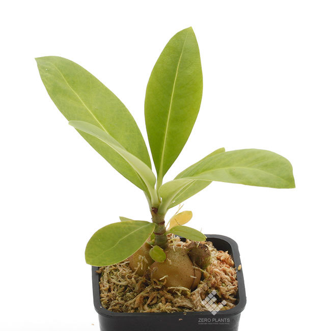 New arrival plants | 新掲載植物 第5のアリノスダマ(アリ植物)やネペンテスなどなど_d0376039_11392195.jpg