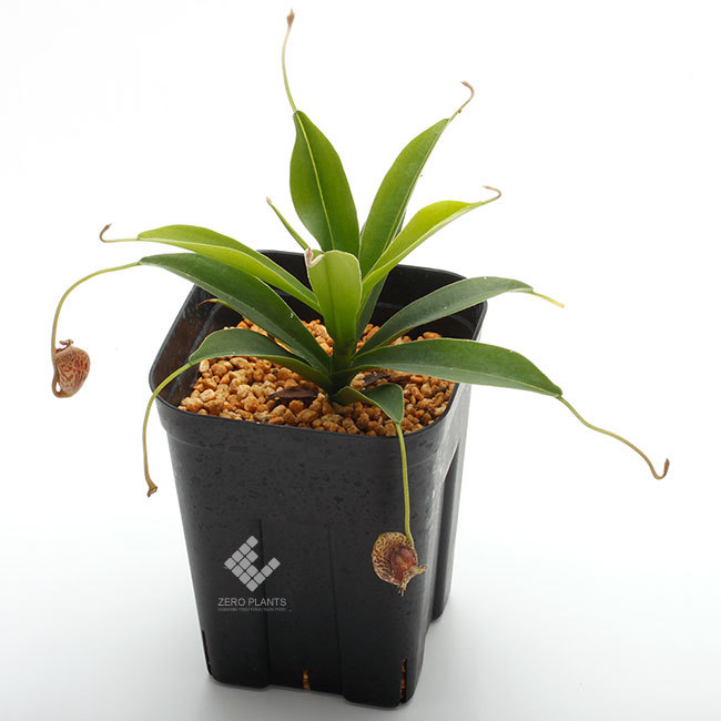 New arrival plants | 新掲載植物 第5のアリノスダマ(アリ植物)やネペンテスなどなど_d0376039_11595465.jpg