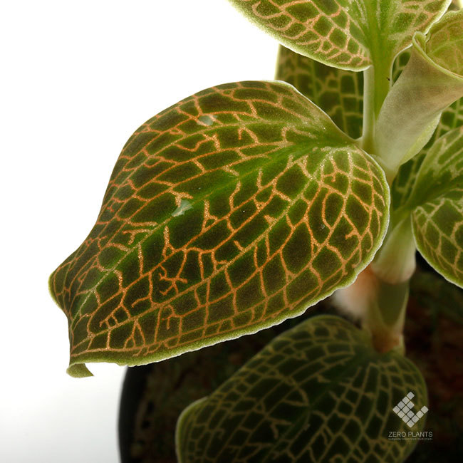 New arrival plants | 新掲載植物 第5のアリノスダマ(アリ植物)やネペンテスなどなど_d0376039_12062417.jpg