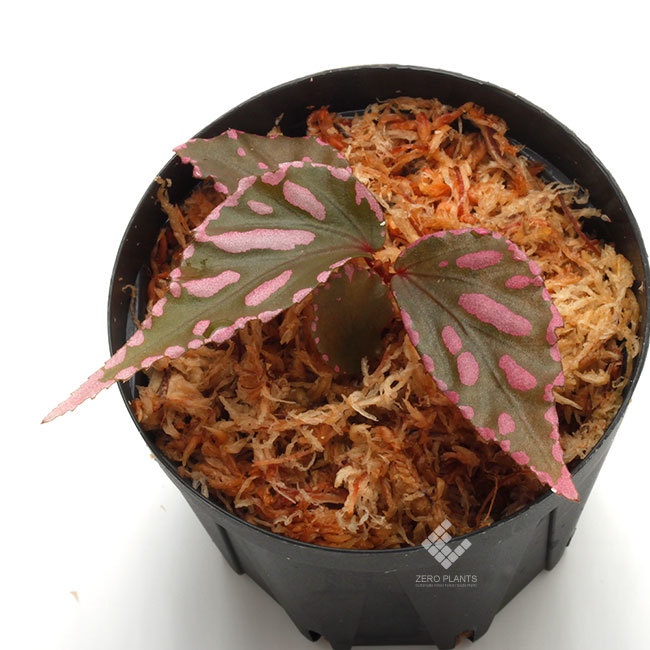 New arrival plants | 新掲載植物 第5のアリノスダマ(アリ植物)やネペンテスなどなど_d0376039_12113712.jpg