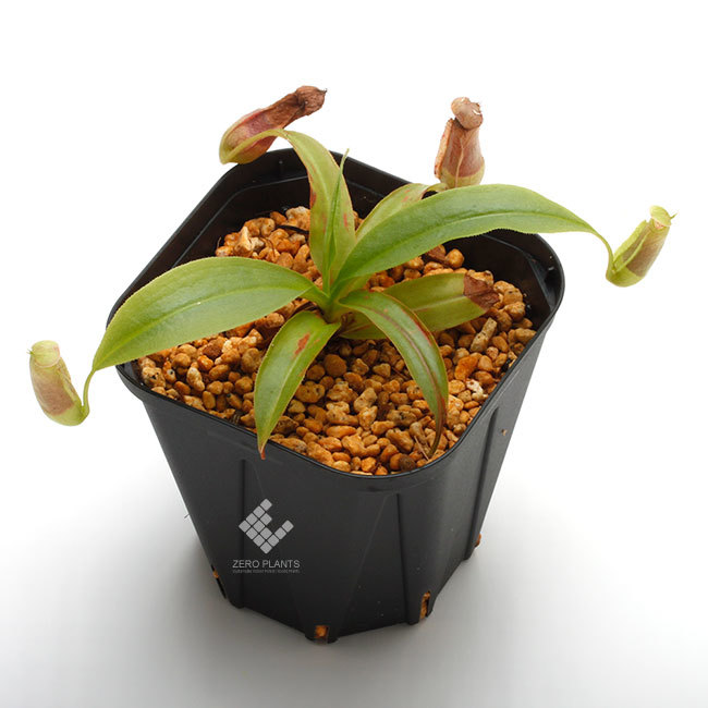 New arrival plants | 新掲載植物 第5のアリノスダマ(アリ植物)やネペンテスなどなど_d0376039_12155998.jpg