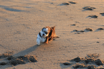 c0145250_09232189.gif