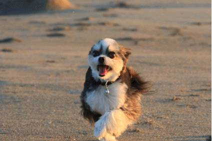 c0145250_09234932.gif