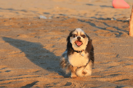 c0145250_09240651.gif