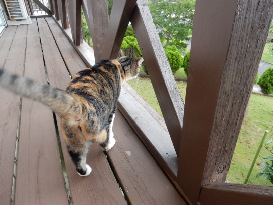 ’19,8,28(水)猫のブッチョはレッド・バトラー!_f0060461_10051094.jpg
