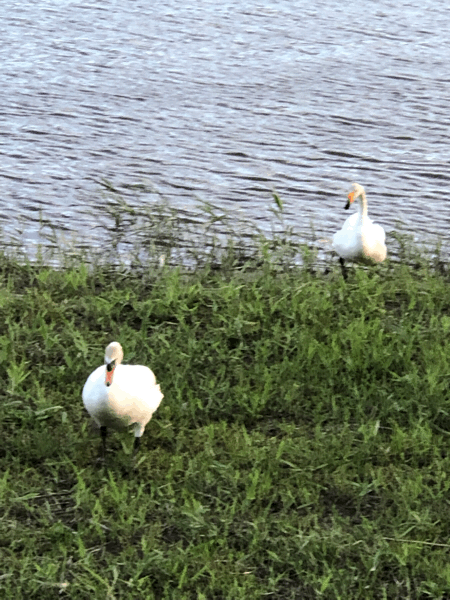 a0339467_17020585.gif