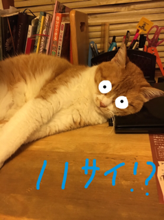 チームドクダミ草_f0363168_21015921.png