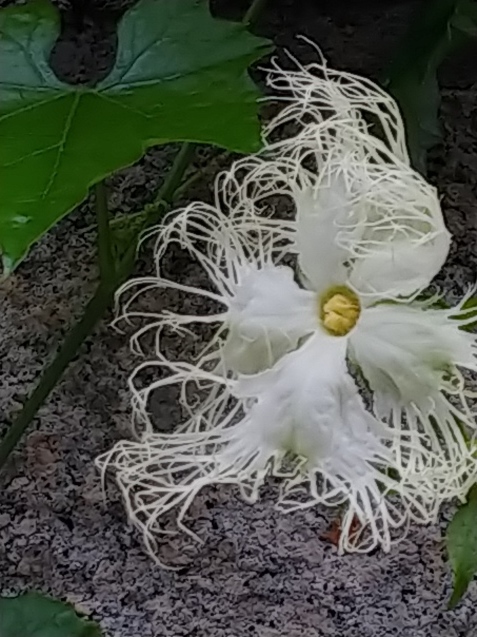 島バナナその後 カラスウリの花_c0162773_11532773.jpg