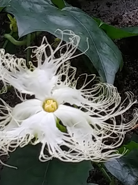島バナナその後 カラスウリの花_c0162773_11535814.jpg
