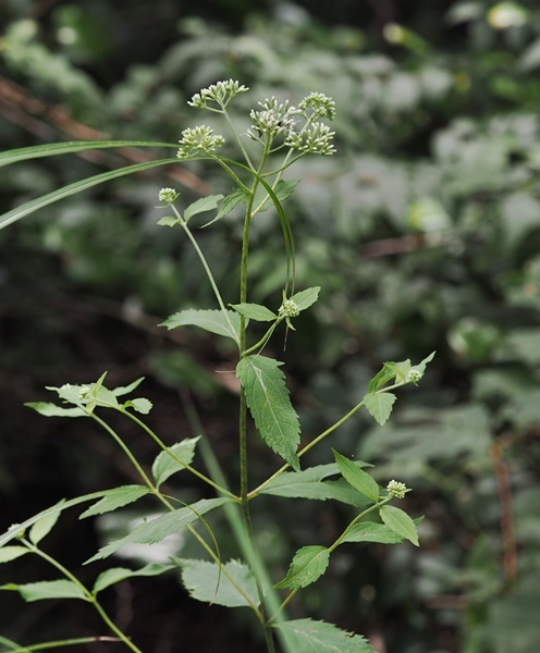 e0264374_12290707.jpg