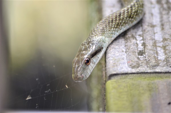 珍客アオダイショウ 水元かわせみの里水辺のふれあいルーム
