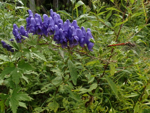 f0348480_20425159.jpg