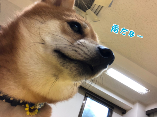 雨なんて関係ないっ!😊🌧_f0357682_22423151.jpg