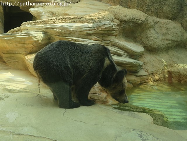 ２０１９年８月　王子動物園４　その１　アシカご飯タイム_a0052986_7343378.jpg